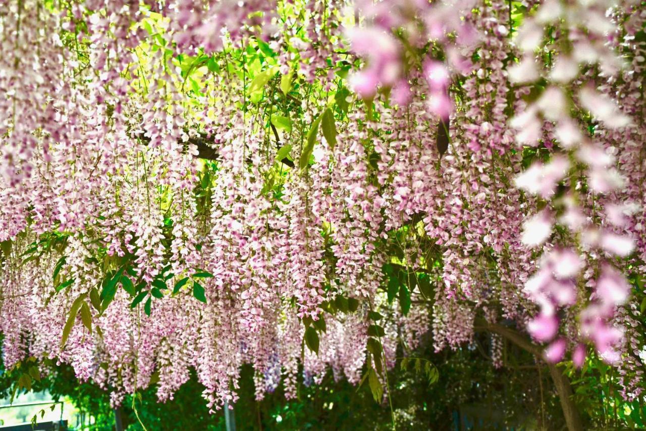 B&B Il Giardino Stellato ヴィエステ エクステリア 写真